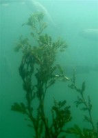 /album/galerie-photos/potamot-crepu-j-luc-klein-jpg/